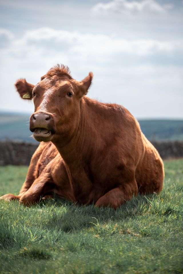 ruminating cow